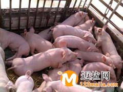 臨沂仔豬直銷(xiāo),山東仔豬批發(fā)
