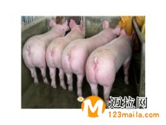 臨沂豬苗批發(fā)