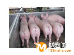 臨沂豬苗養(yǎng)殖基地
