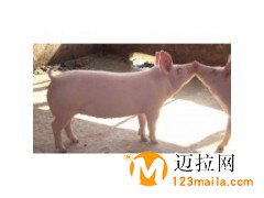 山東豬仔批發(fā)