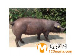 臨沂豬苗批發(fā),山東仔豬直銷