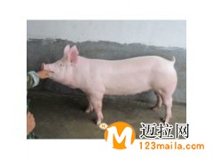 臨沂豬苗批發(fā)價格