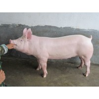 臨沂豬苗批發(fā)價格