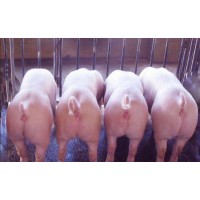 臨沂豬仔批發(fā)