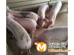 臨沂仔豬批發(fā),山東仔豬直銷