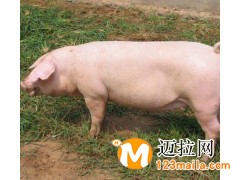 臨沂仔豬養(yǎng)殖基地
