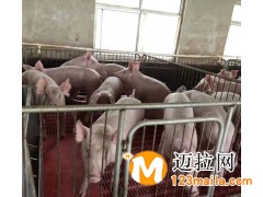 臨沂仔豬批發(fā)