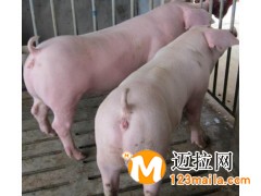 山東仔豬養(yǎng)殖基地
