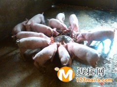 臨沂仔豬批發(fā),山東仔豬直銷