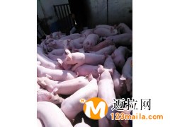 臨沂仔豬養(yǎng)殖基地