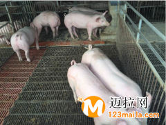 山東仔豬養(yǎng)殖基地