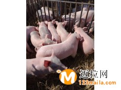 臨沂仔豬直銷,山東仔豬批發(fā)