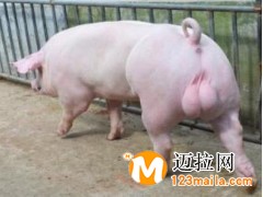 臨沂仔豬養(yǎng)殖基地,山東仔豬批發(fā)