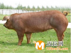 臨沂仔豬直銷,山東仔豬批發(fā)