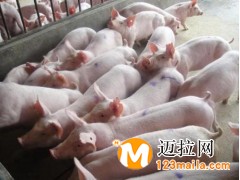 臨沂仔豬批發(fā),山東仔豬養(yǎng)殖基地