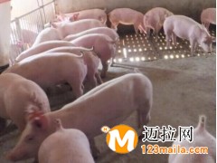 臨沂豬批發(fā)養(yǎng)殖基地